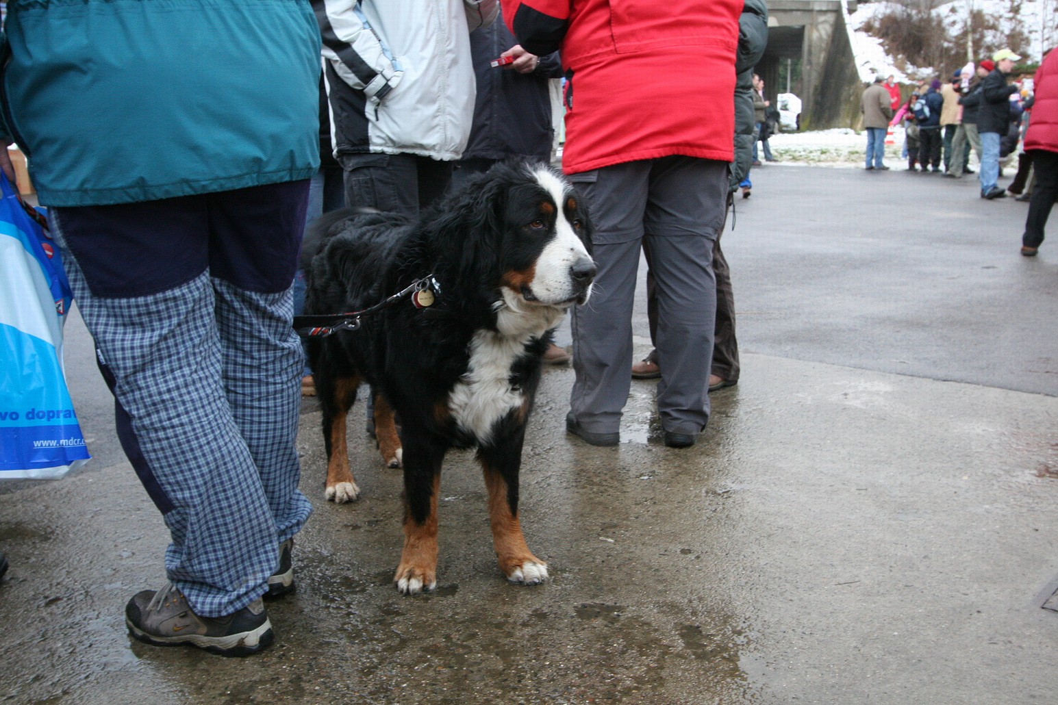 Dona kouká, co ty lidi blbnou.jpg