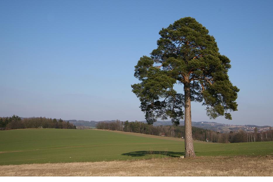 Hrom do police, zase borovice..jpg